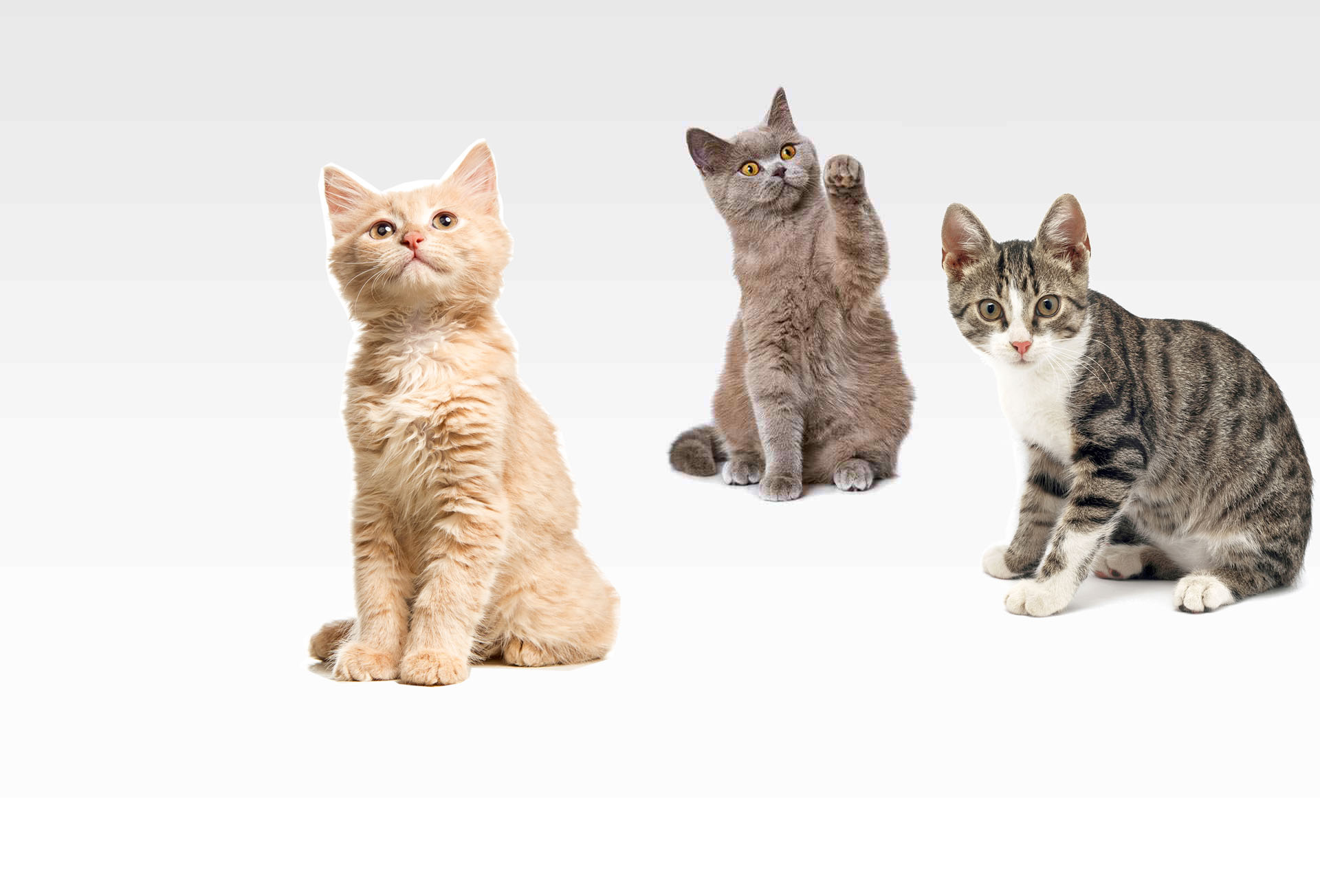 https://www.catsmelodichotel.com/wp-content/uploads/2019/10/hero_home_03-3.jpg